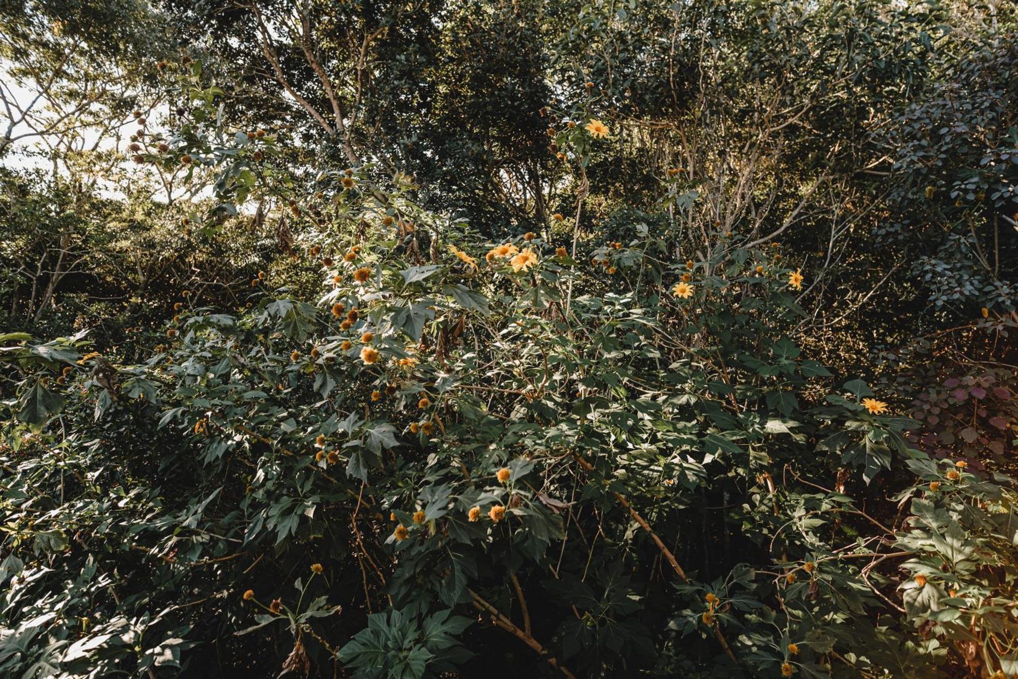Pousada Colina Verde Garopaba Exteriér fotografie